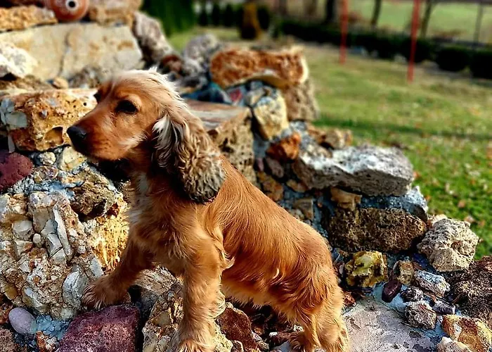 Kuca Za Uzivanje 度假居 瓦列沃